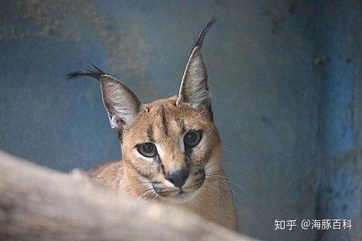世界上最凶猛的猫——狞猫 - 知乎