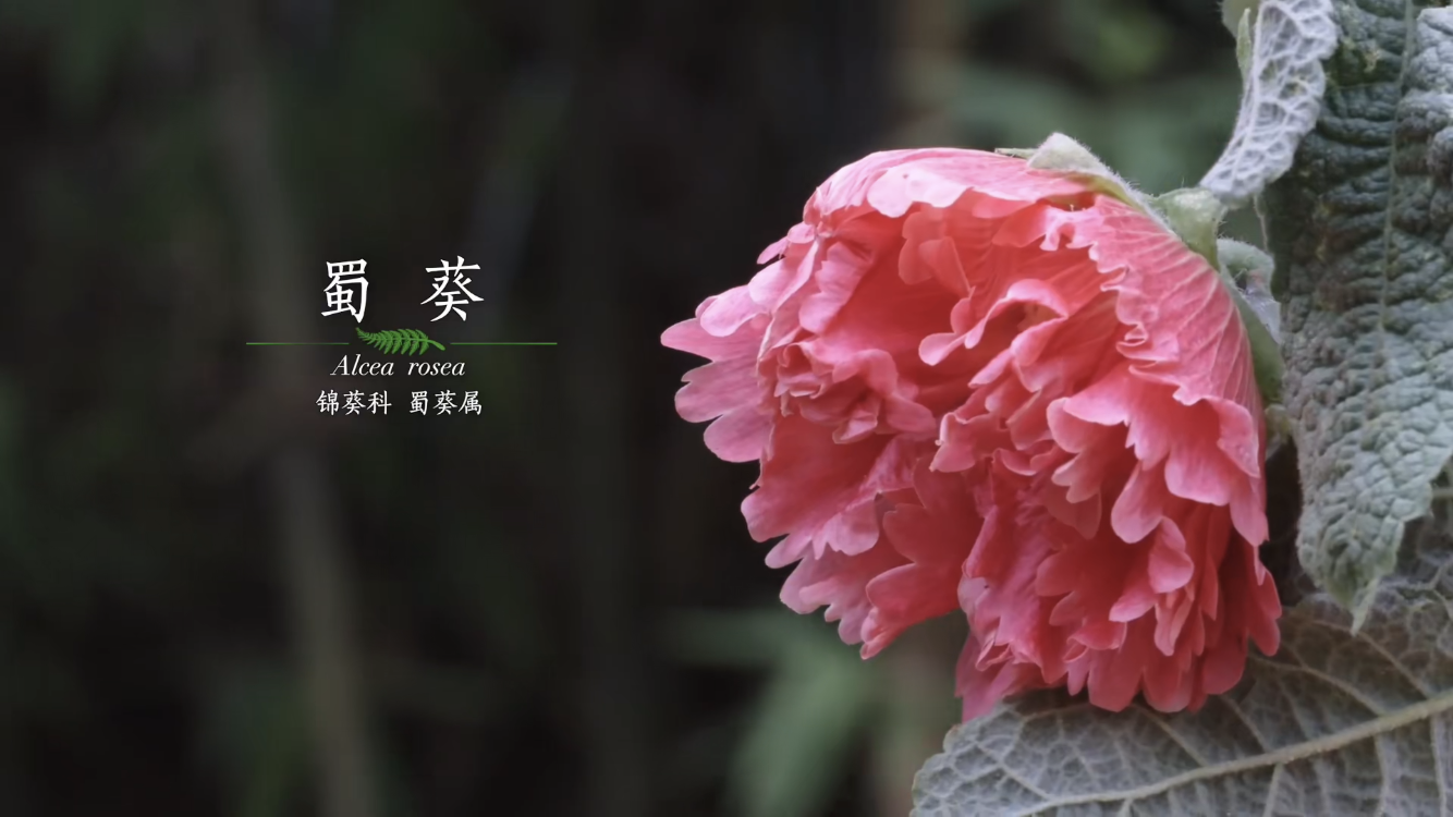 纪录片 《影响世界的中国植物》