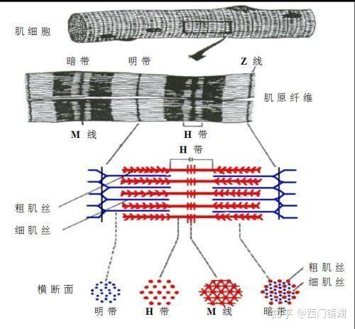 肌肉紧张不等于肌肉发达---扳机点肌肉结节与肌纤维的关系 - 知乎
