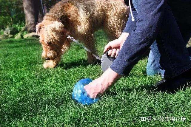 主人在铲屎时狗狗会有这些小心思你知道吗