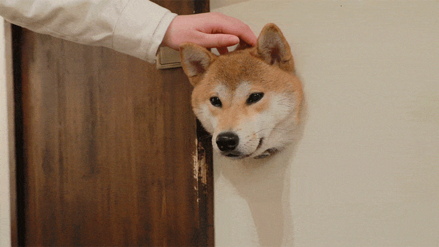 狗狗最渴望被"摸"的5个地方,主人多摸,它会更爱你