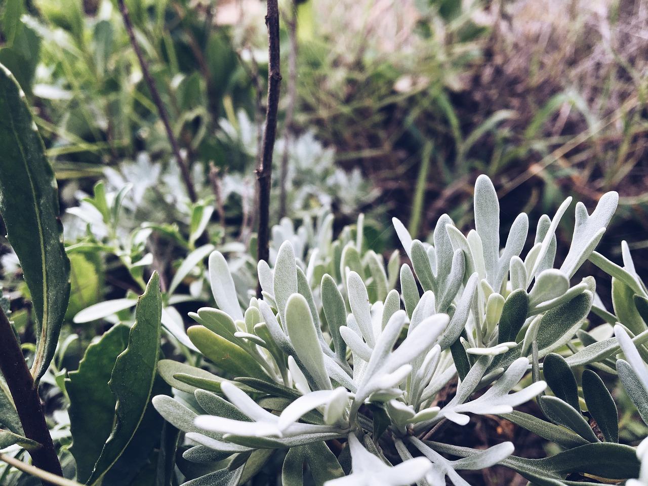 植物养护要点解析