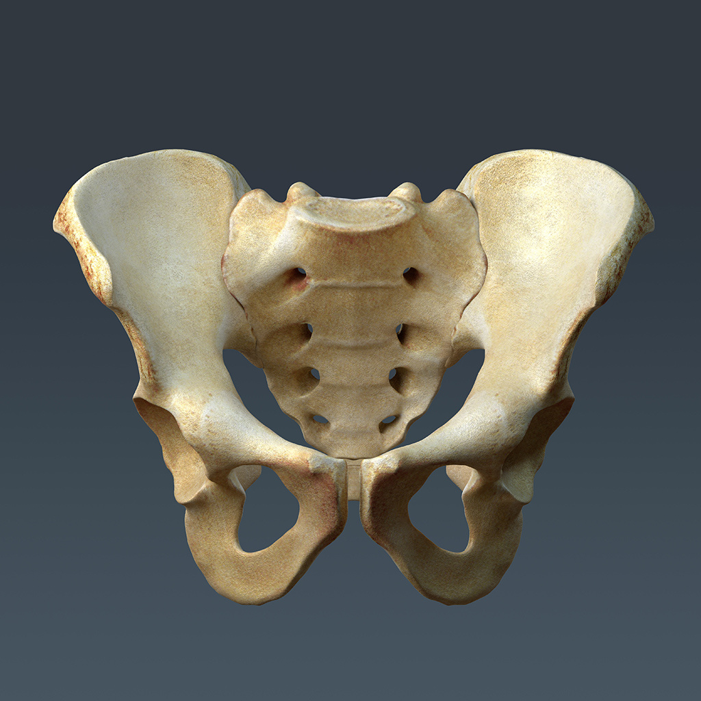 Printable Human Skeleton Pelvis
