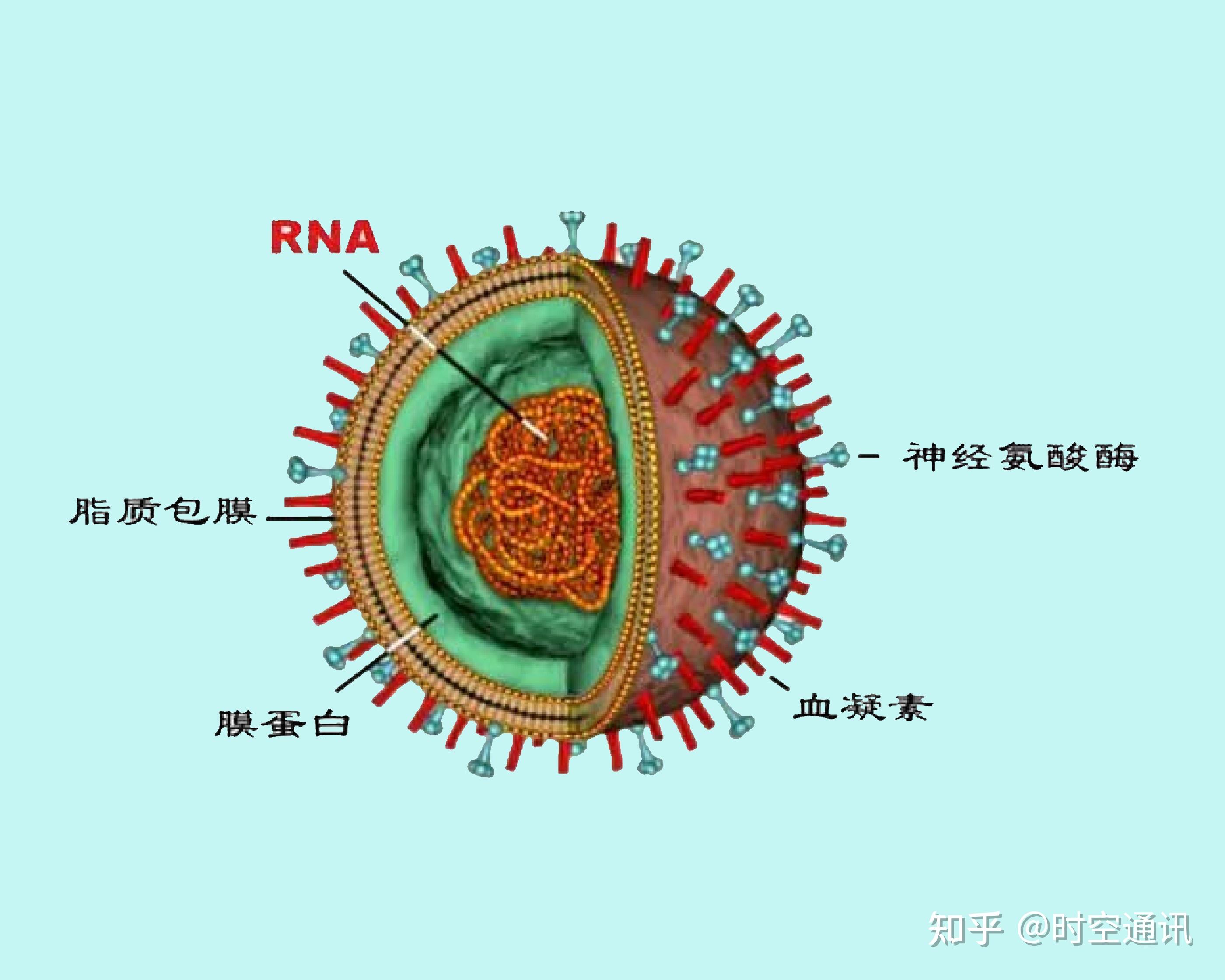 病毒有的与宿主长期共存