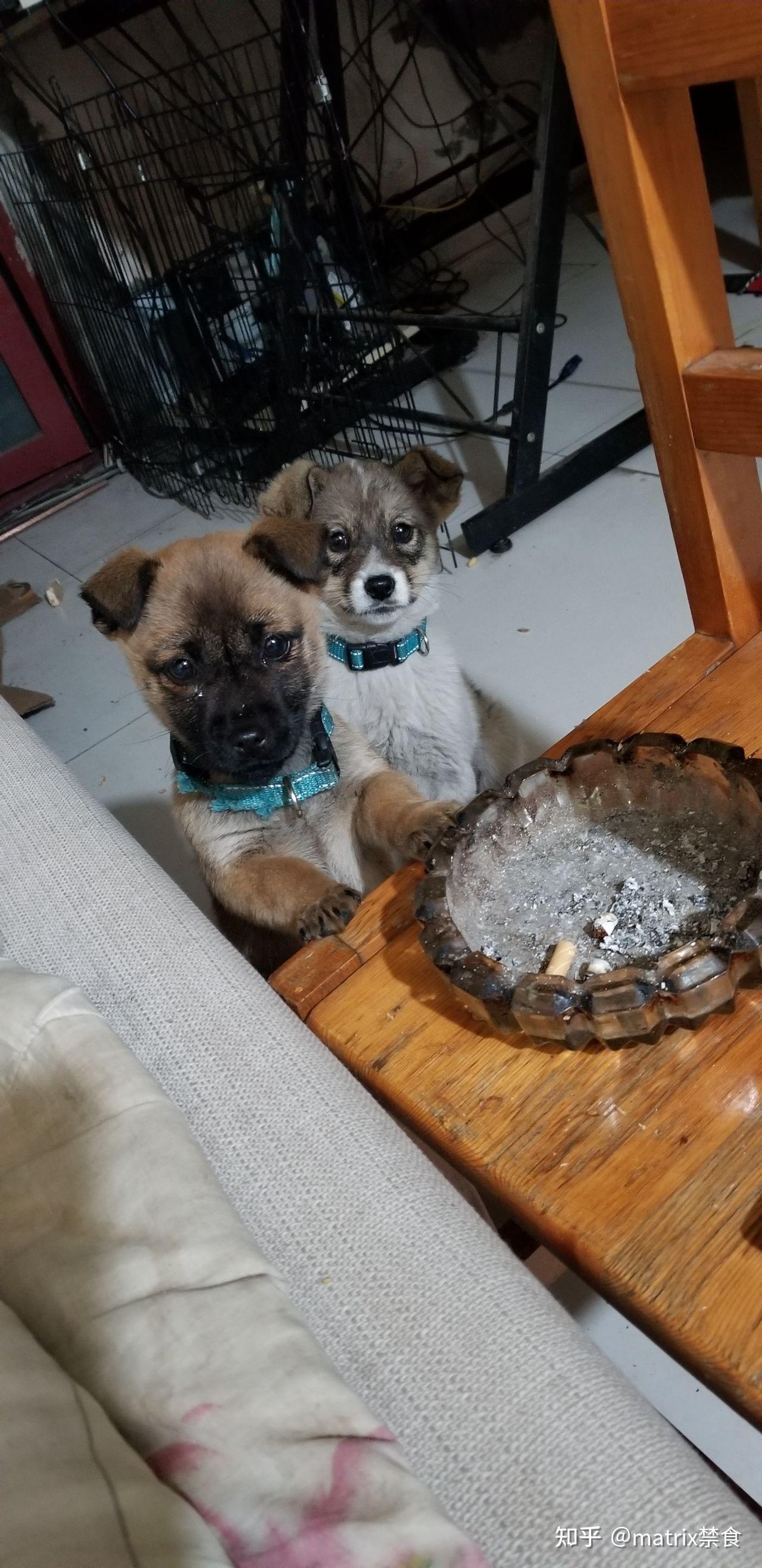 女人为什么不能吃狗肉的简单介绍 女人为什么不能吃狗肉的简单介绍