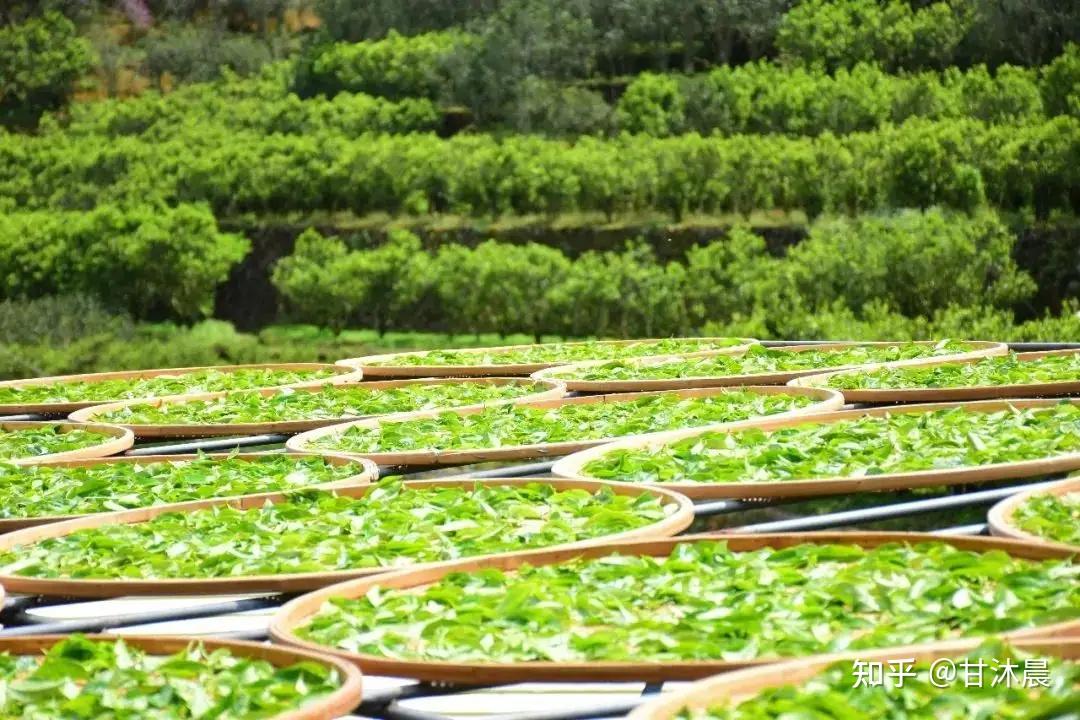 凤凰山里的种茶人