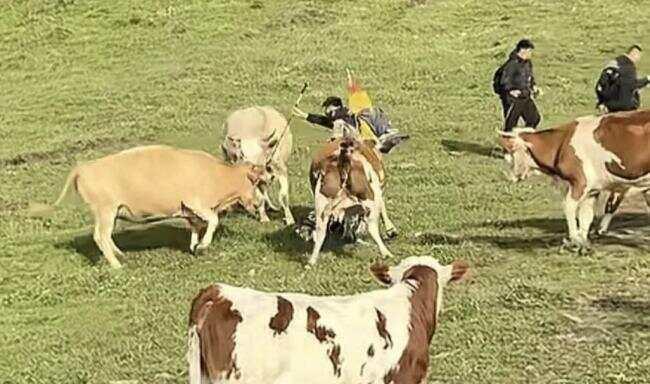 五台山游客因挑逗牛被围攻踩踏，如何在旅游过程中避免类似事件的发生？缩略图