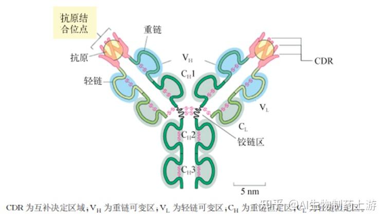 抗体分子的结构 知乎 