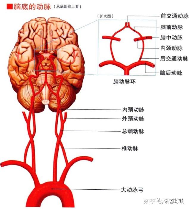 3D解剖丨头颈部、颅脑,满是干货速收藏 - 知乎