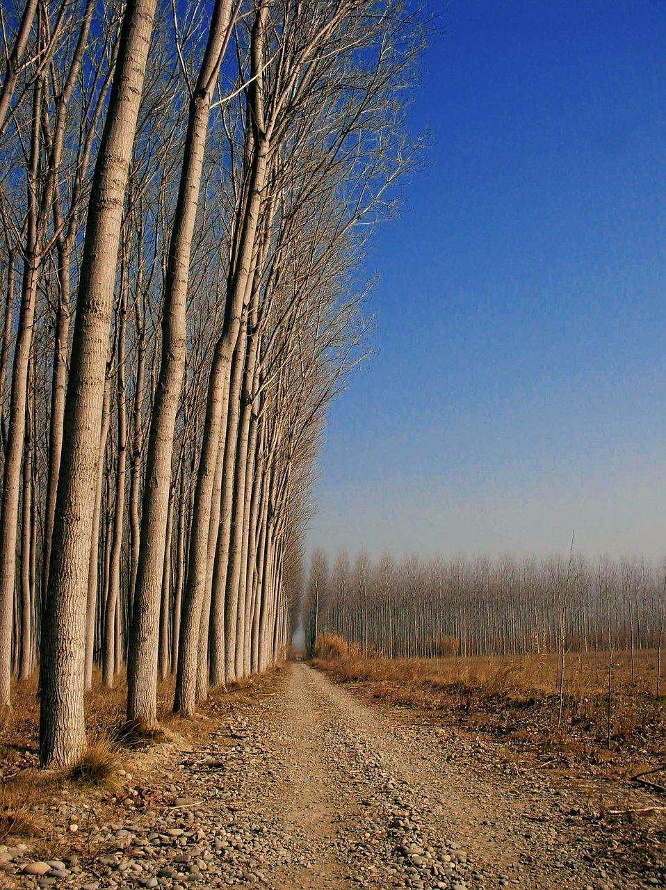 杨树价格最低多少钱