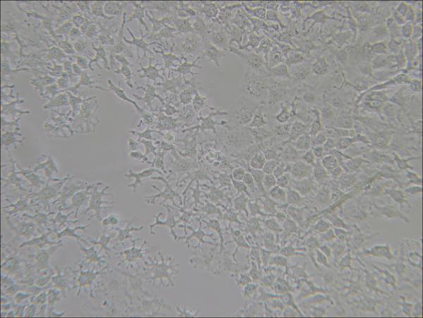 Huh7怎么读 Huh怎么读 Huh英语怎么读