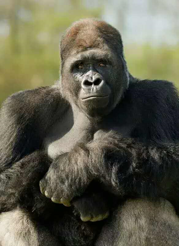 为什么会有女生喜欢赤木刚宪(大猩猩)? - 知乎