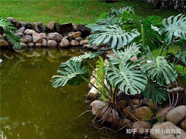 100种户外常见花卉植物，太全了，收藏！ - 知乎