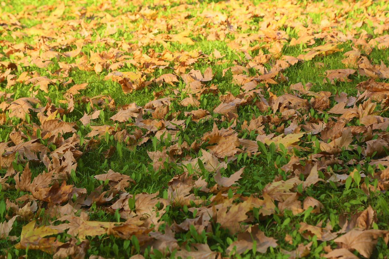 盆栽落叶怎么办