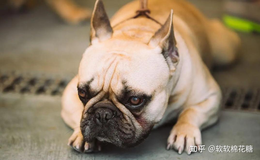 忠心程度:★法国斗牛犬看上去有点呆,有点萌,而且它的智商并不高,只要