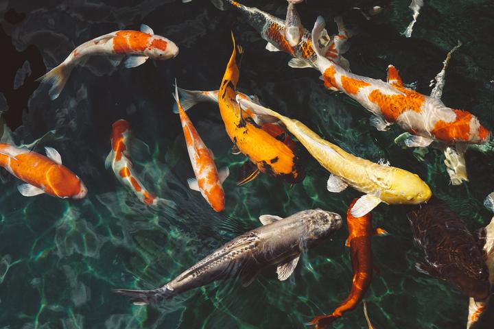 熟词僻义|fish不是鱼,是“摸”鱼?! - 知乎