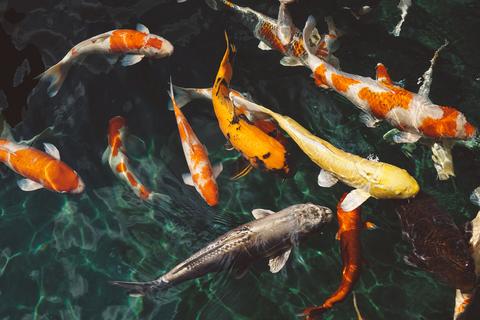 熟词僻义|fish不是鱼,是“摸”鱼?! - 知乎