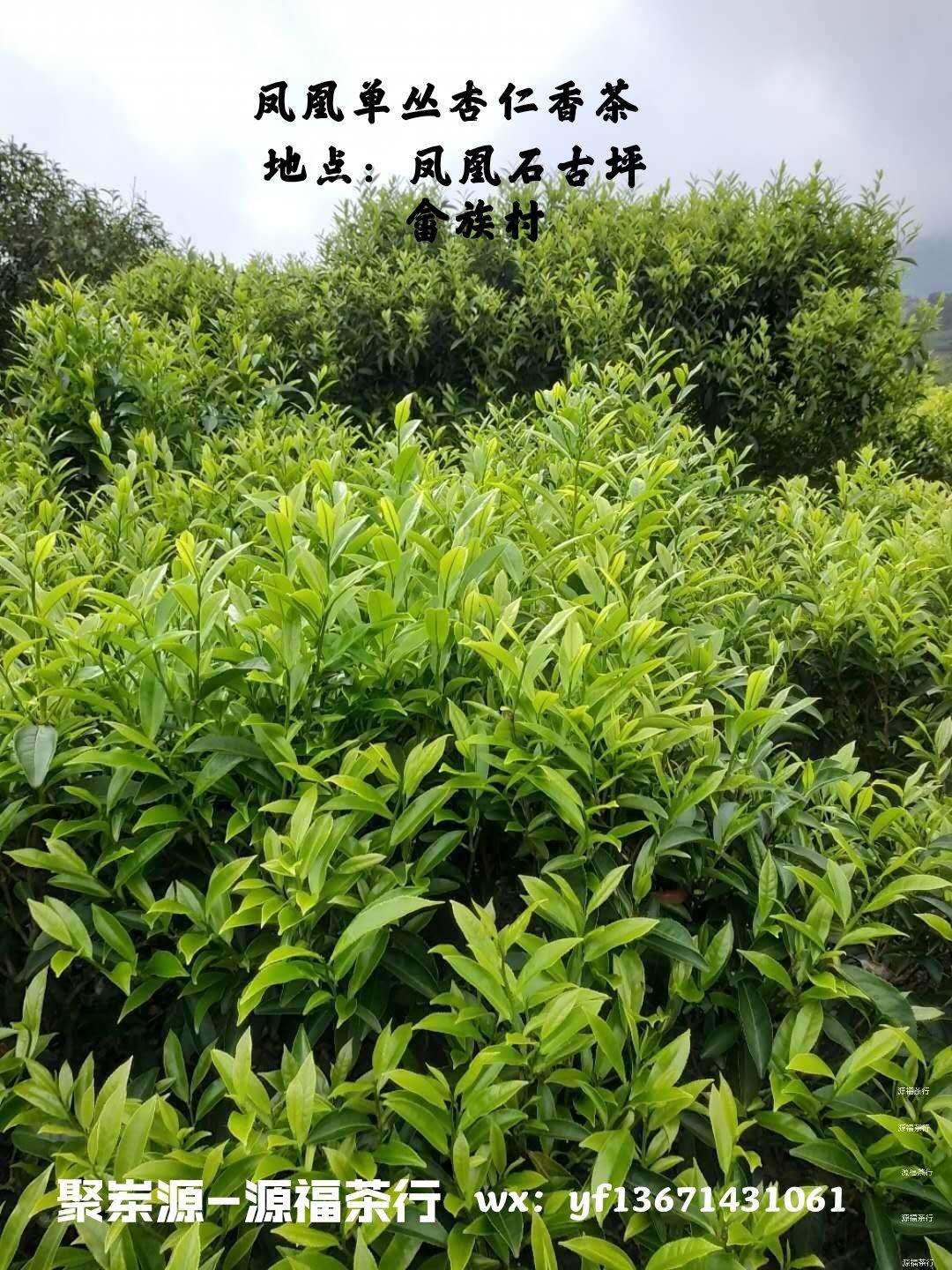 简介潮汕工夫茶及其冲泡方法