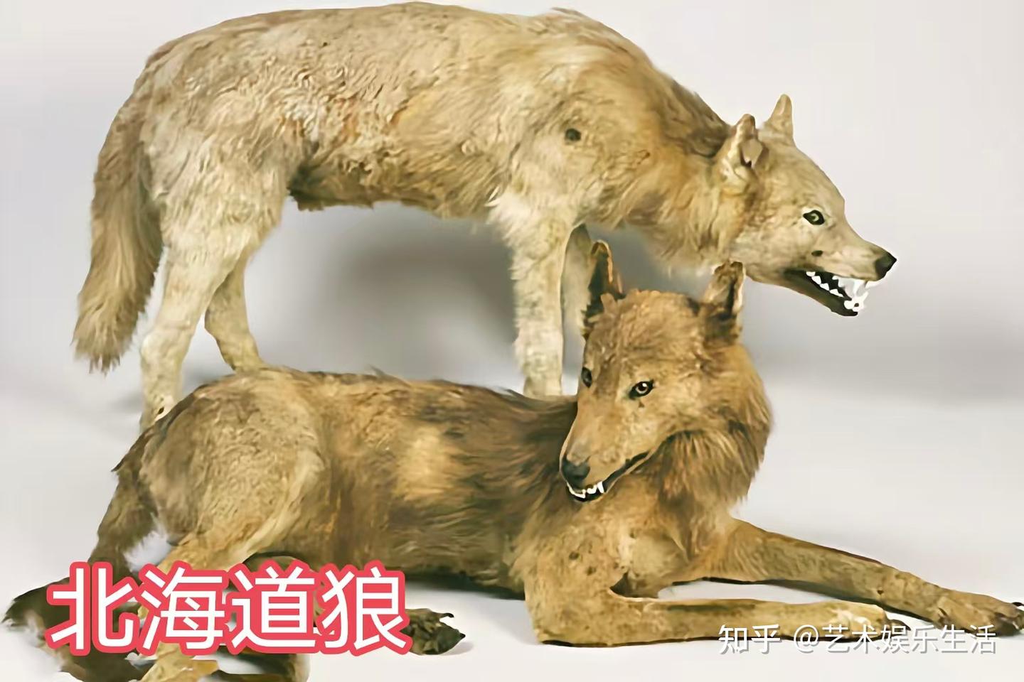 灰狼的40个亚种,它们曾经辉煌的生活在世界的各个角落 - 知乎