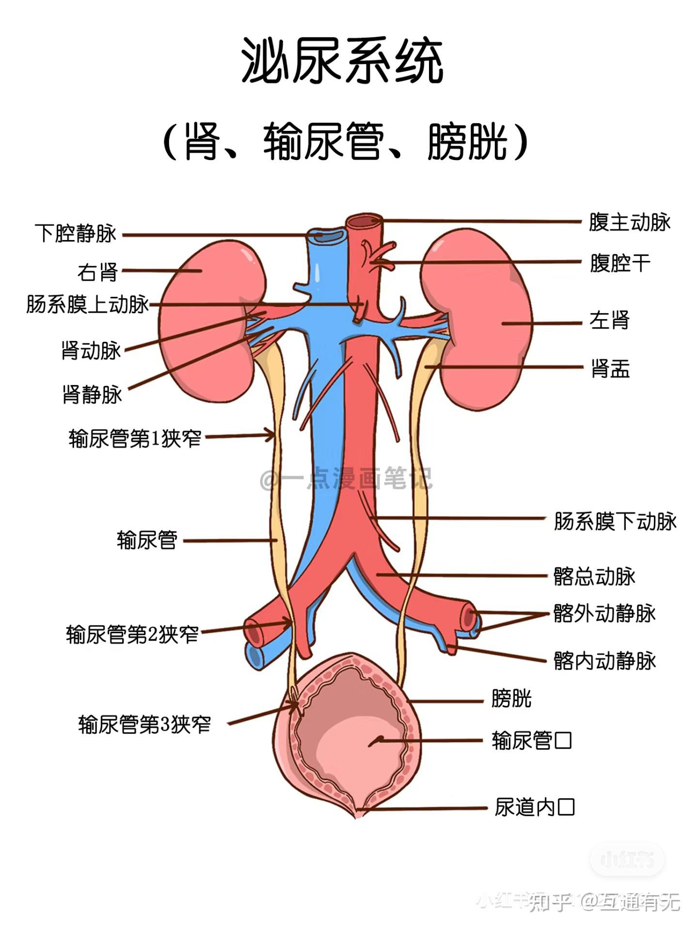 肾会帮人体排出哪些代谢废物或有毒物质而保留哪些营养物质