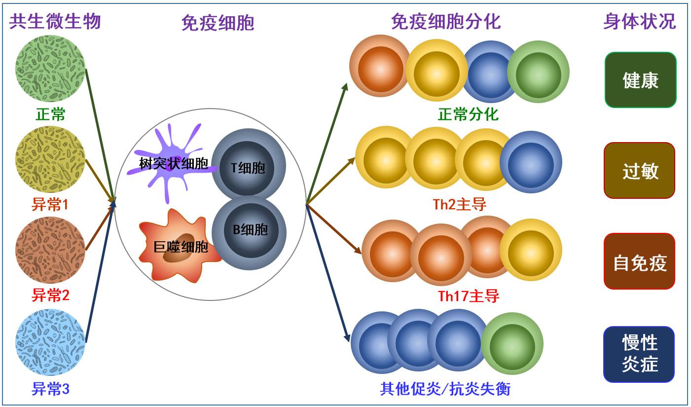 拯救脸盲的免疫系统 一 让免疫细胞接受充分教育 知乎