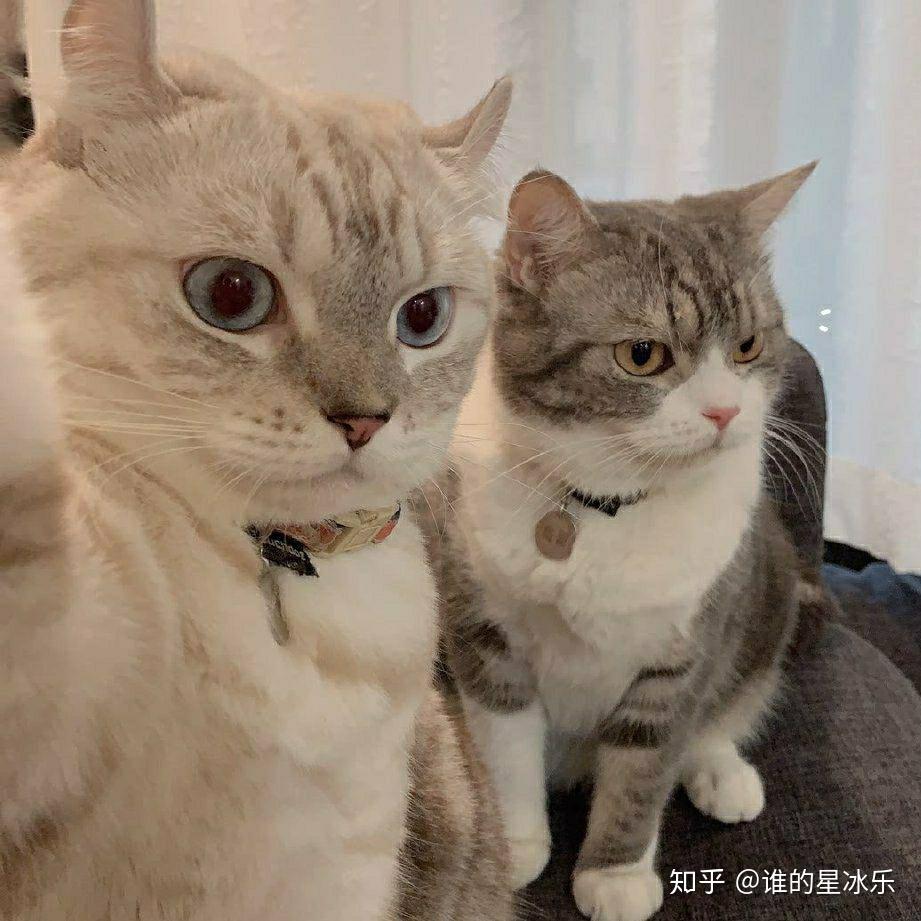 有什么沙雕情侣头像可以分享吗?