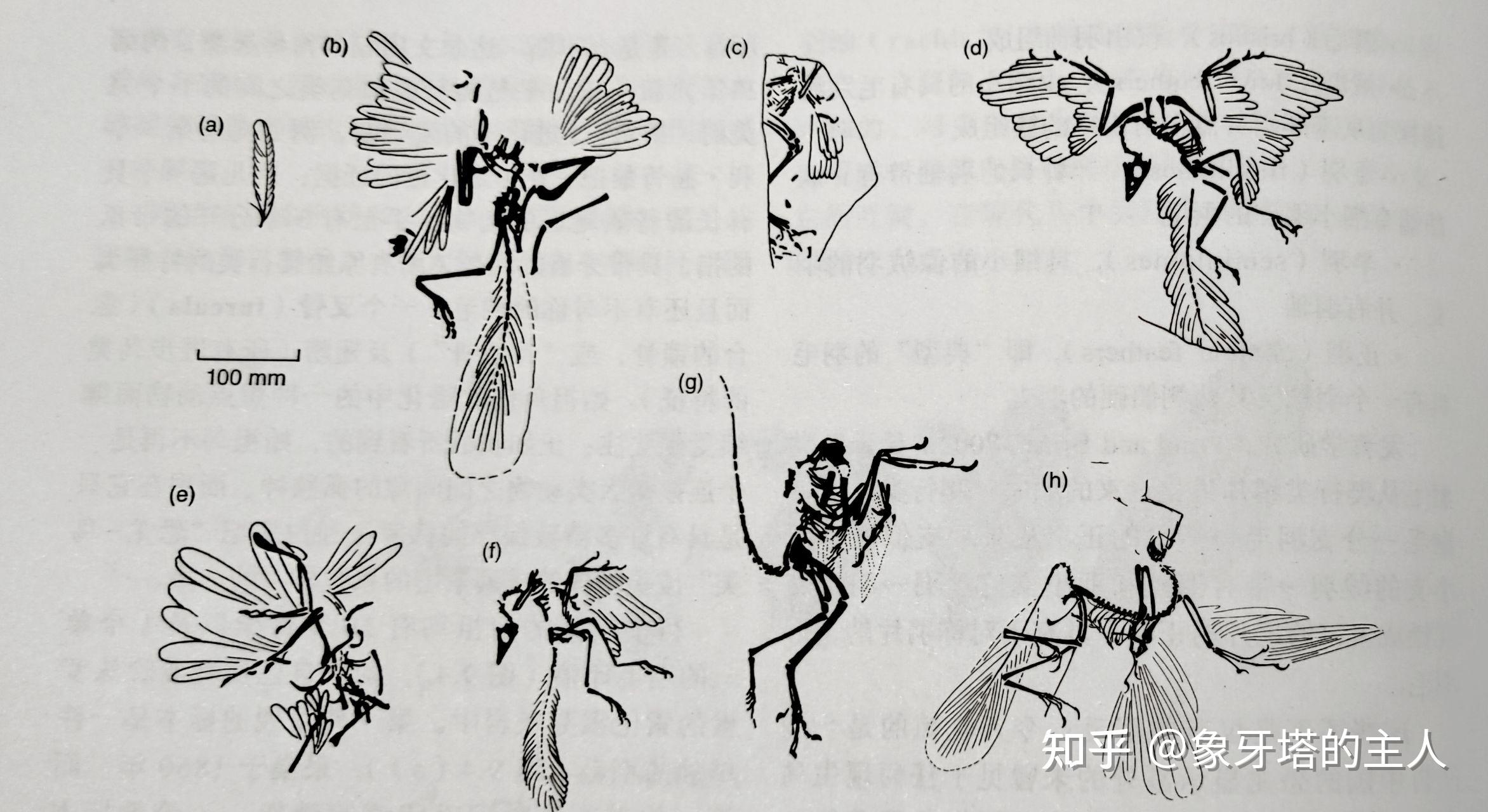 鸟类上肢进化成翅膀的动机是什么? - 知乎