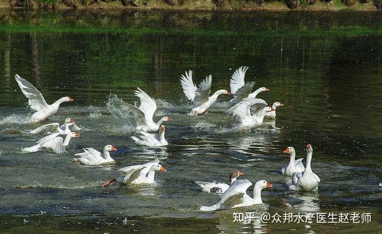 主要是對池塘的水質(水溫,鹽度等),浮游生物等養殖水環境的瞬間改變