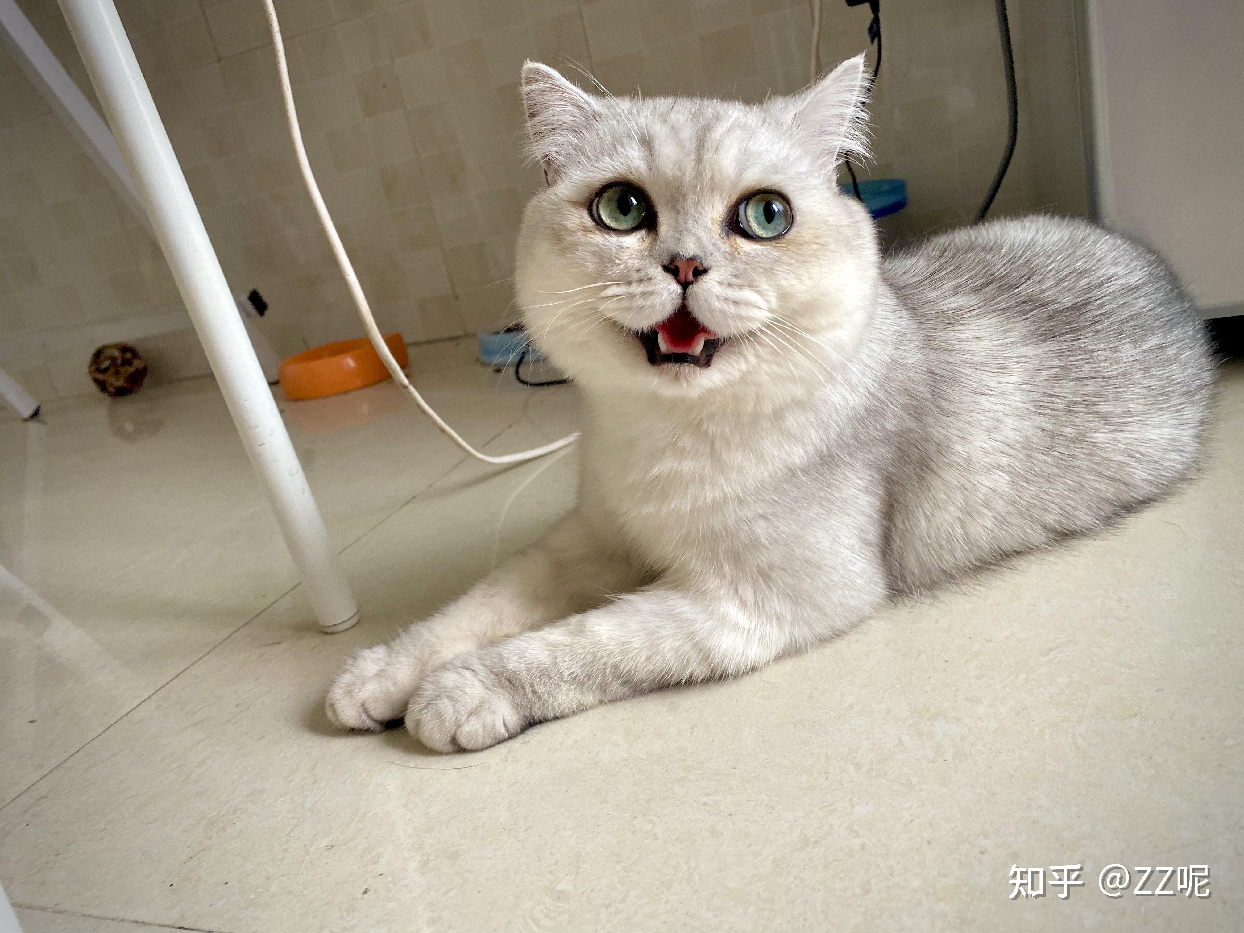 四个月银渐层妹妹黑鼻子长大了会变粉吗? - 知乎