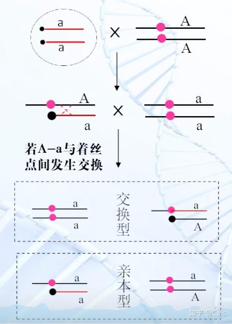 遗传学6染色体结构变异