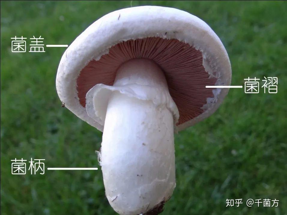 香菇的形态结构图片