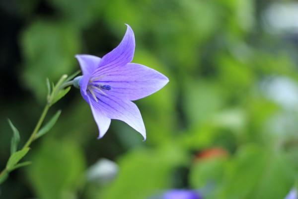 10月下旬诞生花 知乎