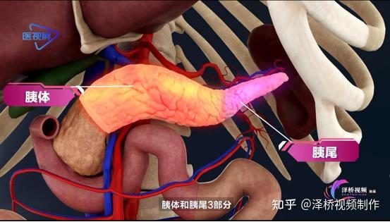 胰的位置及吃什么对胰腺好? - 知乎