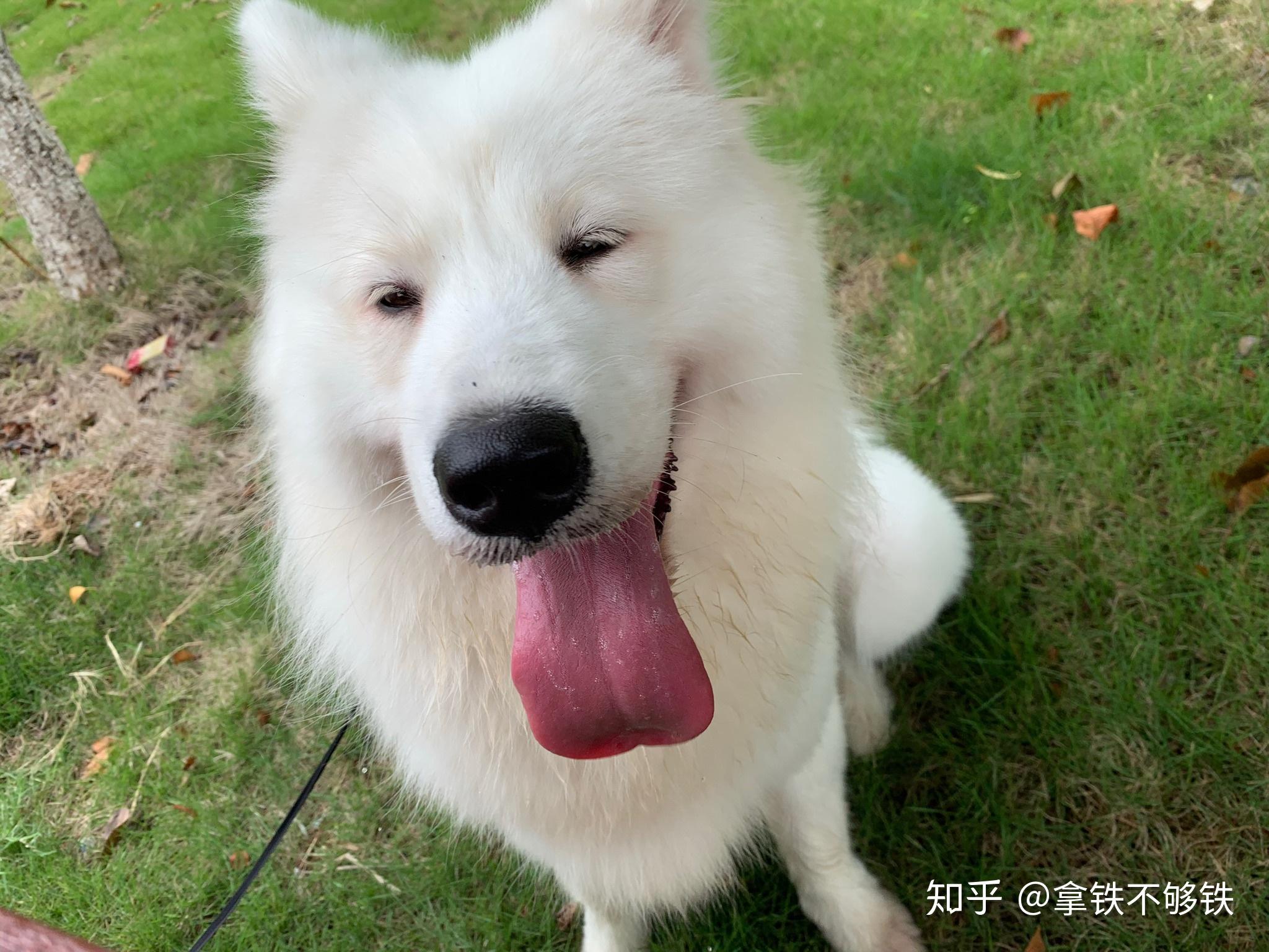 有没有小时候耳朵黄黄的萨摩耶长大的照片!想看! - 知乎