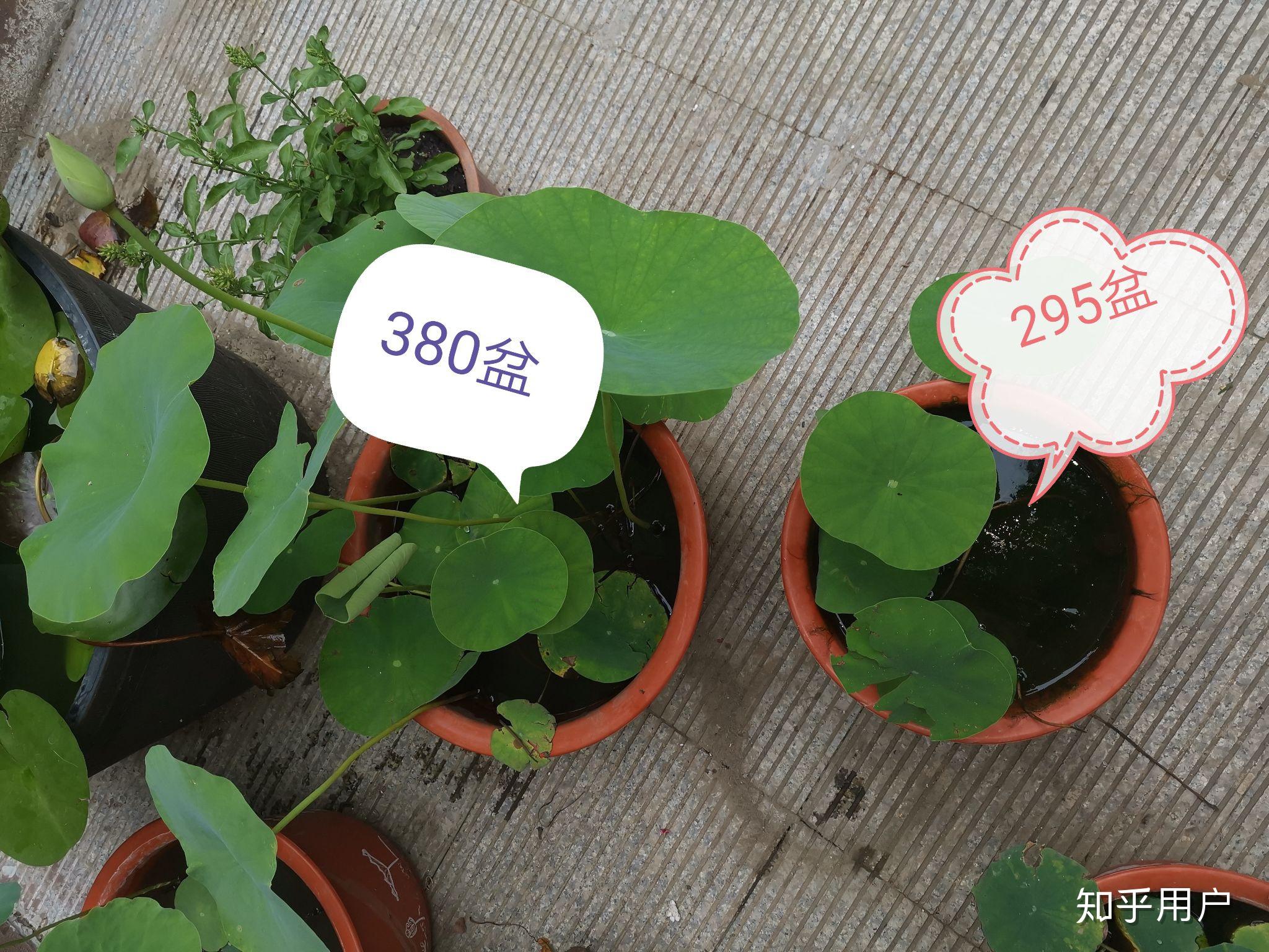 碗莲怎么水培?(水培碗莲种植方法图解)