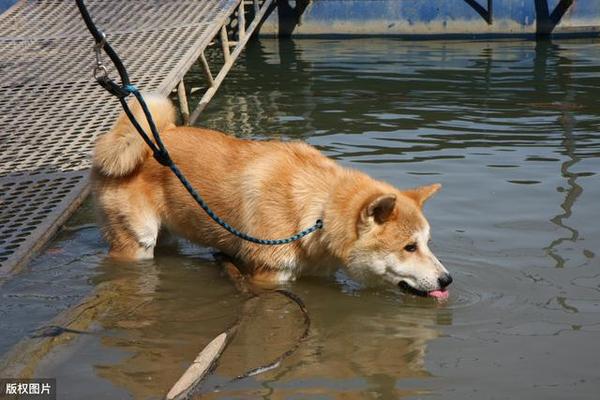 这5种水 能给狗狗多喝 对它身体有好处 知乎