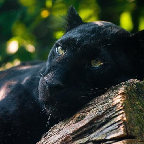 有哪些高清黑豹动物头像