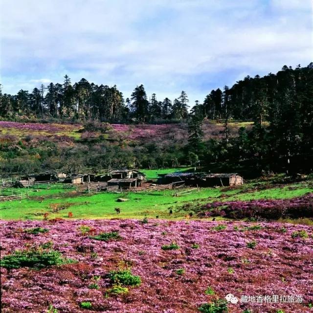香格里拉10大必游景点“老司机”都去过,你走过几个?-香格里拉必看景点