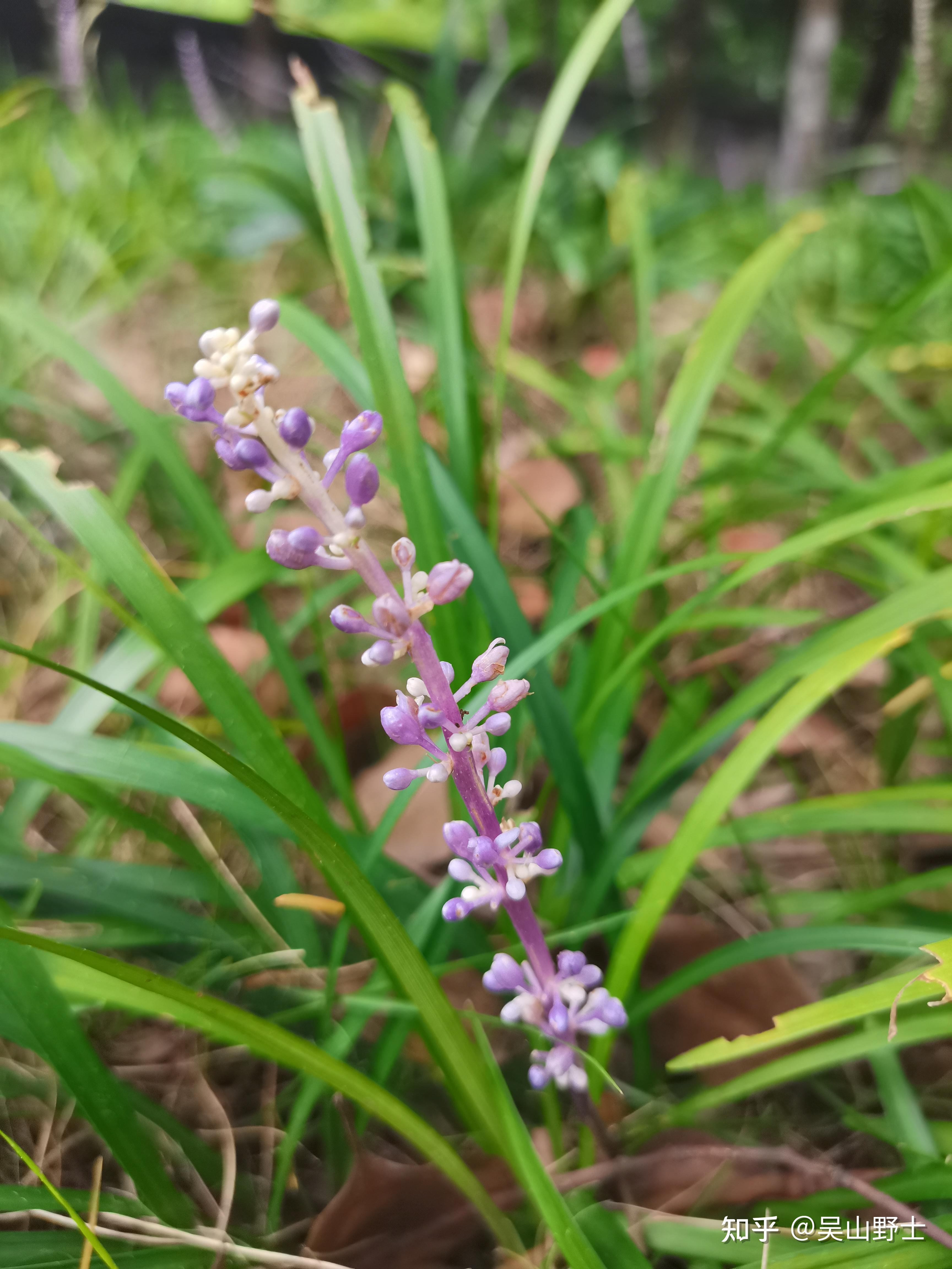 七绝鱼子兰平水韵