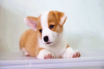 狗狗为什么会歪头看你原来它们动机不纯