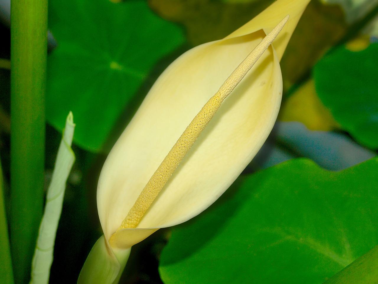 家里如何种芋头