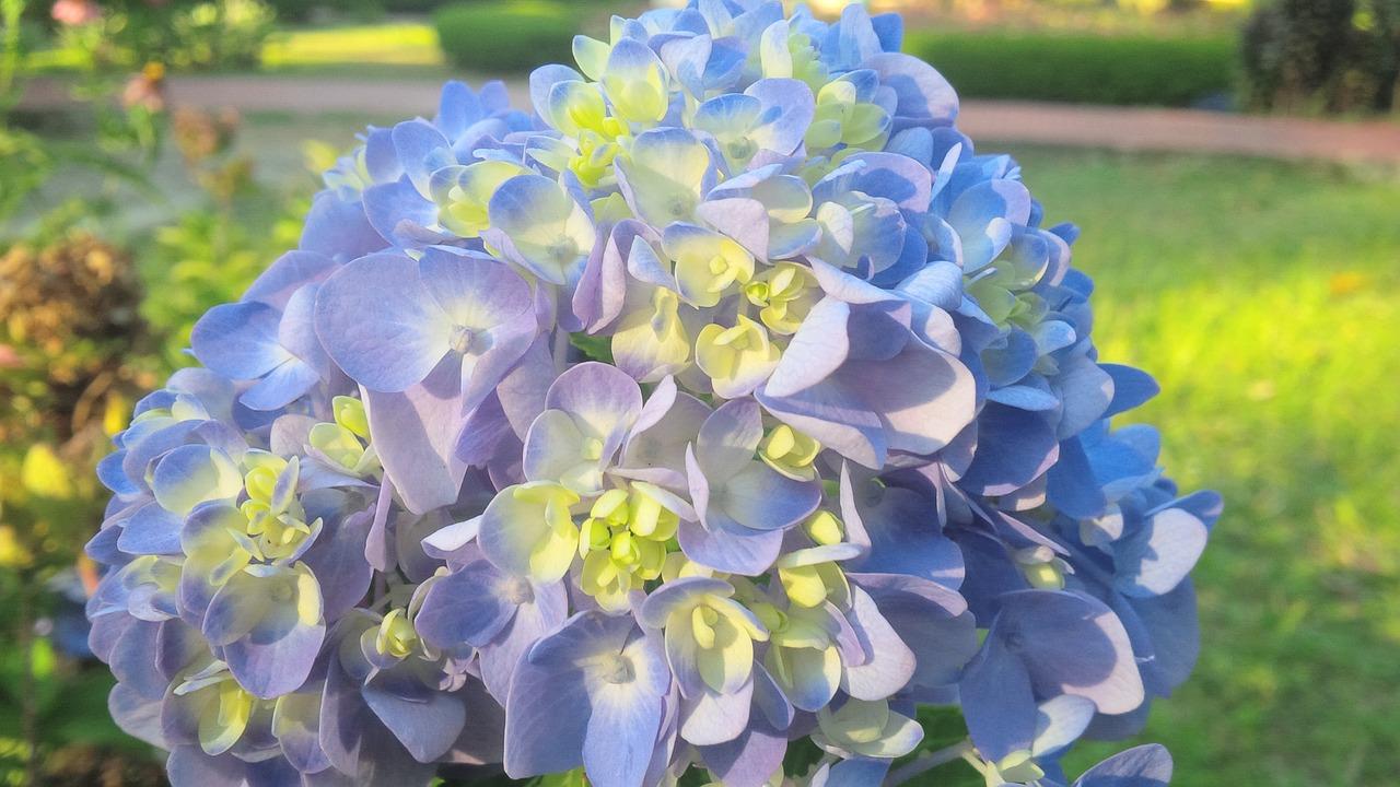 3. 蔷薇花持续盛开