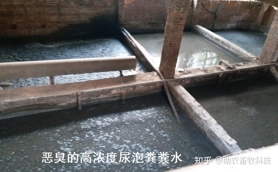 水泡粪猪场粪污处理难,为什么只有微生物技术能够解决问题 - 知乎