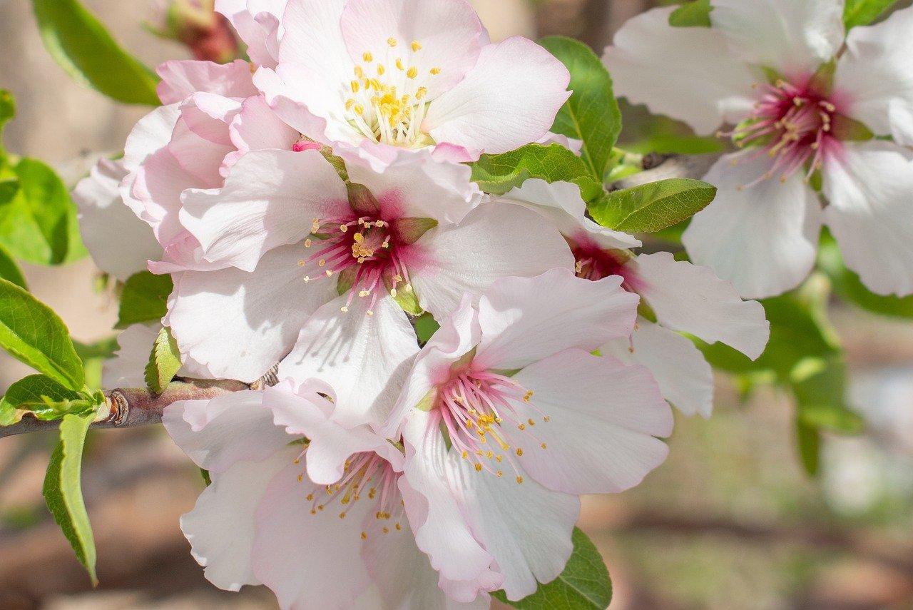 3. 海棠花期赏花记