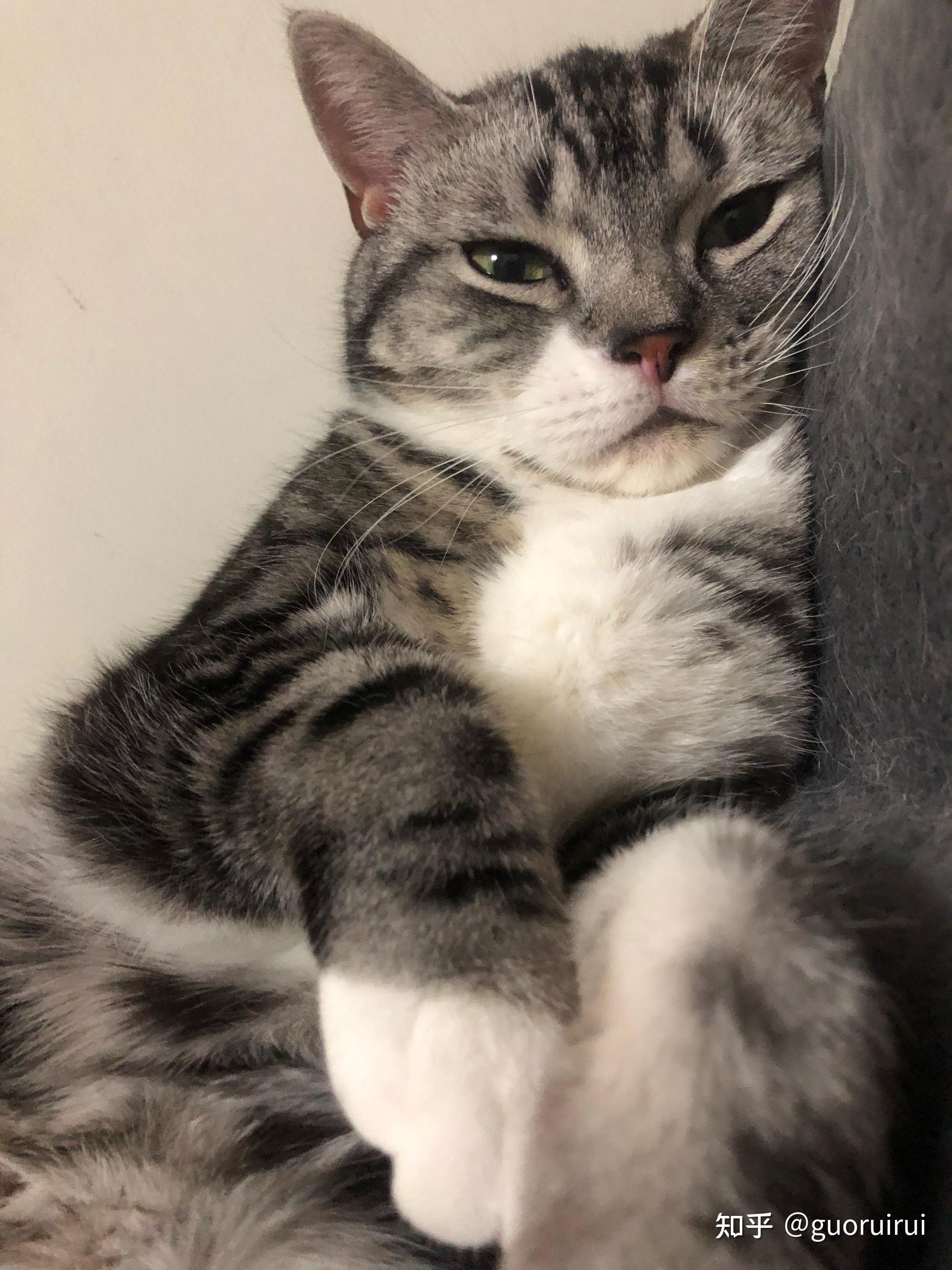 如果猫会发朋友圈可能发什么内容