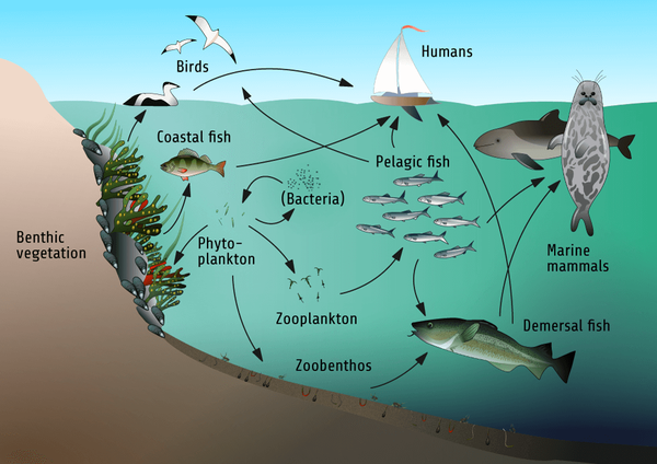 海洋生物链简笔画图片