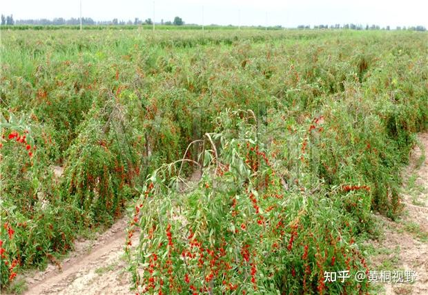 百家21号发:枸杞种植暴利真相:1亩地年赚8000元?老农手把手教你避开3大坑 - 知乎
