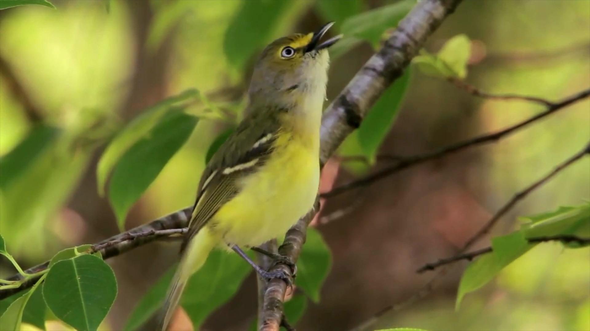 夜晚的微风还在轻轻地吹,不时有动物们的鸣声,仿佛时间停止了一样.
