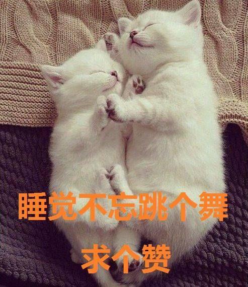 猫跟人的睡姿 v2-2d19c08f4beea8ff5d925067591995e8_r.jpg
