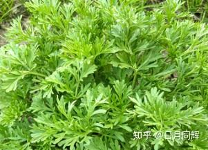 22贲bì卦-为什么叫贲卦也叫蘩fán卦? - 知乎